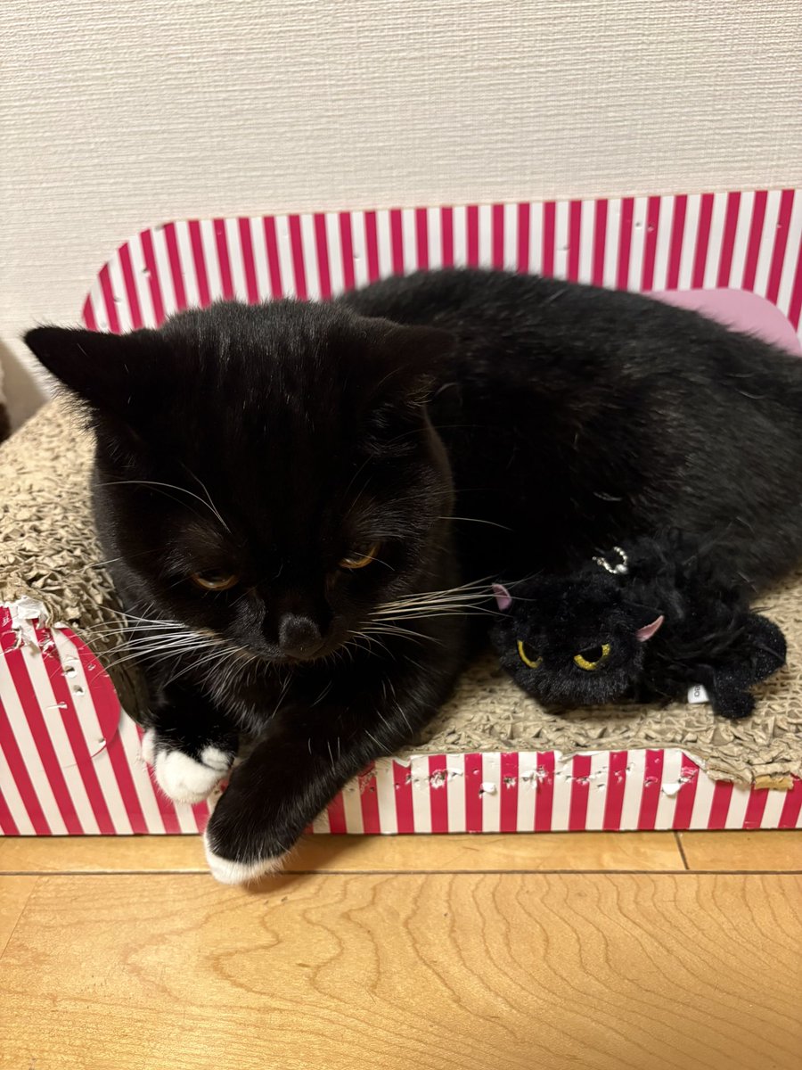 タビ・サピエン=サイトウ (@tavi_sapien_s) / Posts / X