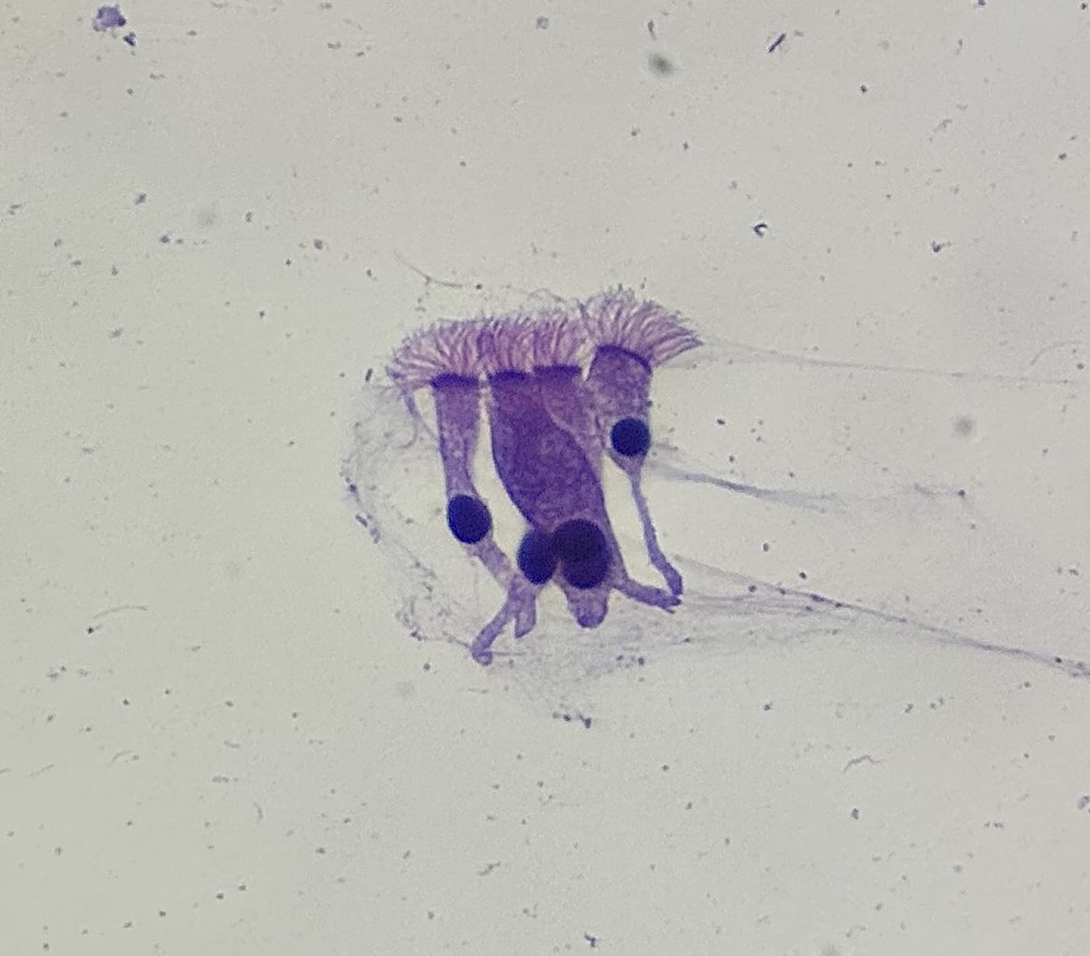 Alba de la Torre tweet media