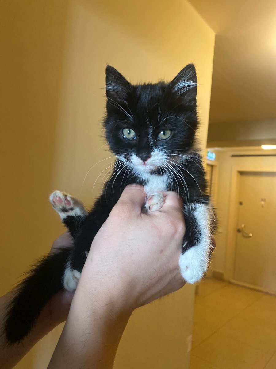 Yer Bursa. Bir karış boyuyla hayatta yapayalnız bir kız çocuğu. Korumada şu an ama fazla vakti yok. 🙏