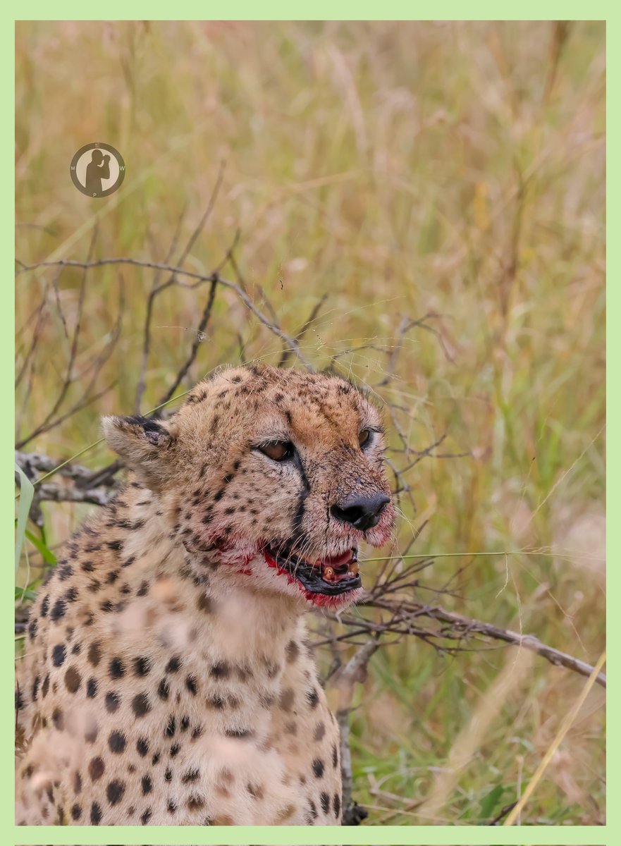 The lip gloss,not that shouting though😁

Masai Mara National Reserve,Kenya.