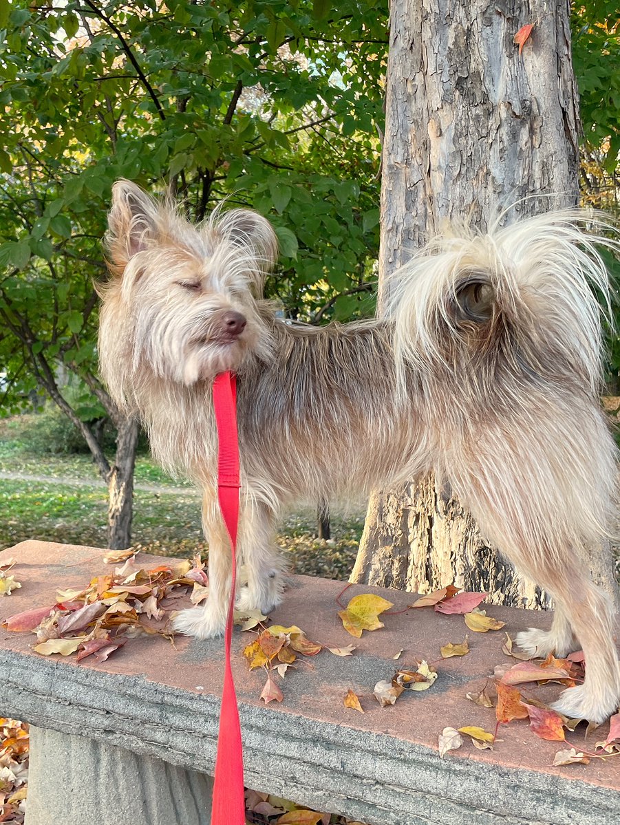 yongmogu's tweet image. .
yongdoong__ IG

The way you step on the fallen leaves is just too cute and precious 🐾🍂

📸instagram.com/p/DRCnTbHifzY/…😍

#Yongdoong #용둥🐕
#SOLAR #솔라 #김용선
#媽媽木 #頌樂 #金容仙 #颂乐
#ママム #ソラ #มามามู #โซลาร์ #KPop
#MAMAMOO #마마무 @RBW_MAMAMOO