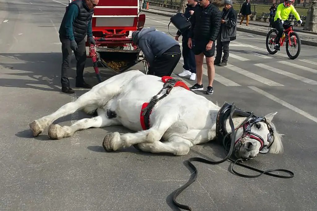 El nuevo alcalde <a href="/ZohranKMamdani/">Zohran Kwame Mamdani</a> tiene una asignatura muy pendiente con los animales en NYC ⬇️

PROHIBIR el uso de caballos para tirar de carros dirigidos a turistas.