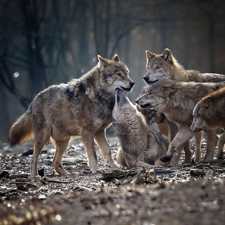 wolf_lovers__'s tweet photo. Loyalty runs deeper than blood🔥
#wolfdrawing #lupo #lovewolves #wolflife #artwork #wolfspirit #worldofwolves #loup #whitewolf #wolfgang #follow #wolfcommunity #doglover #wolfy #greywolf https://t.co/gBSFce4fEg
