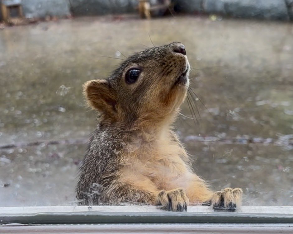 Squirrel Buzz tweet media