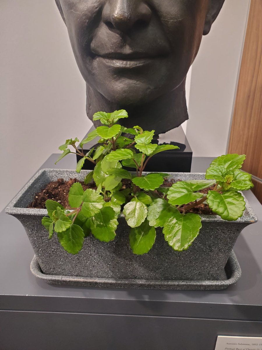 🇺🇸 Our Presidential Ivy Grows Strong!

Soon it will grow large enough for us to make clippings and share them with #Veterans, #VeteranSupporters, and other #PlantLovers.

"#SemperAnticus" (Always Forward).