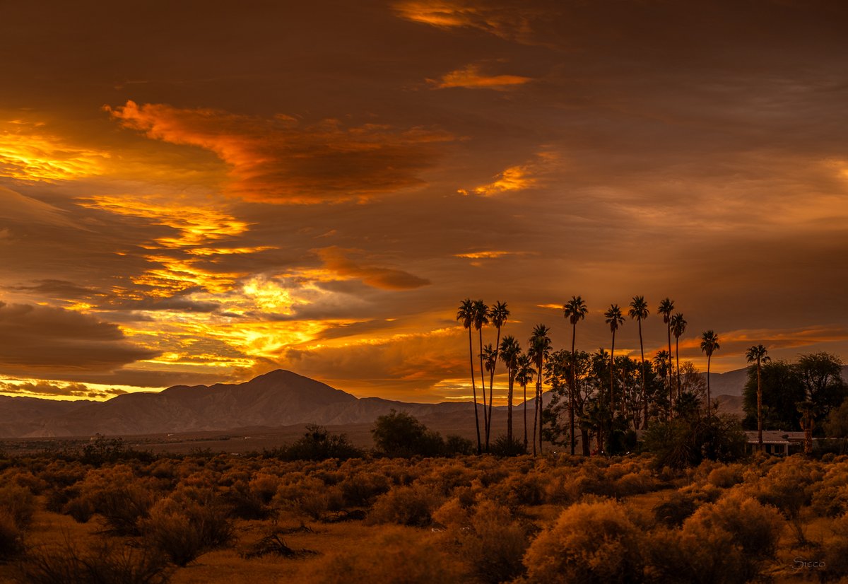 Beautiful cloudy sunrise this morning from the upcoming weekend storm. Some rain already has fallen in the northern part of Borrego Valley this morning keeping the flowers going! (Photo: Sicco Rood)