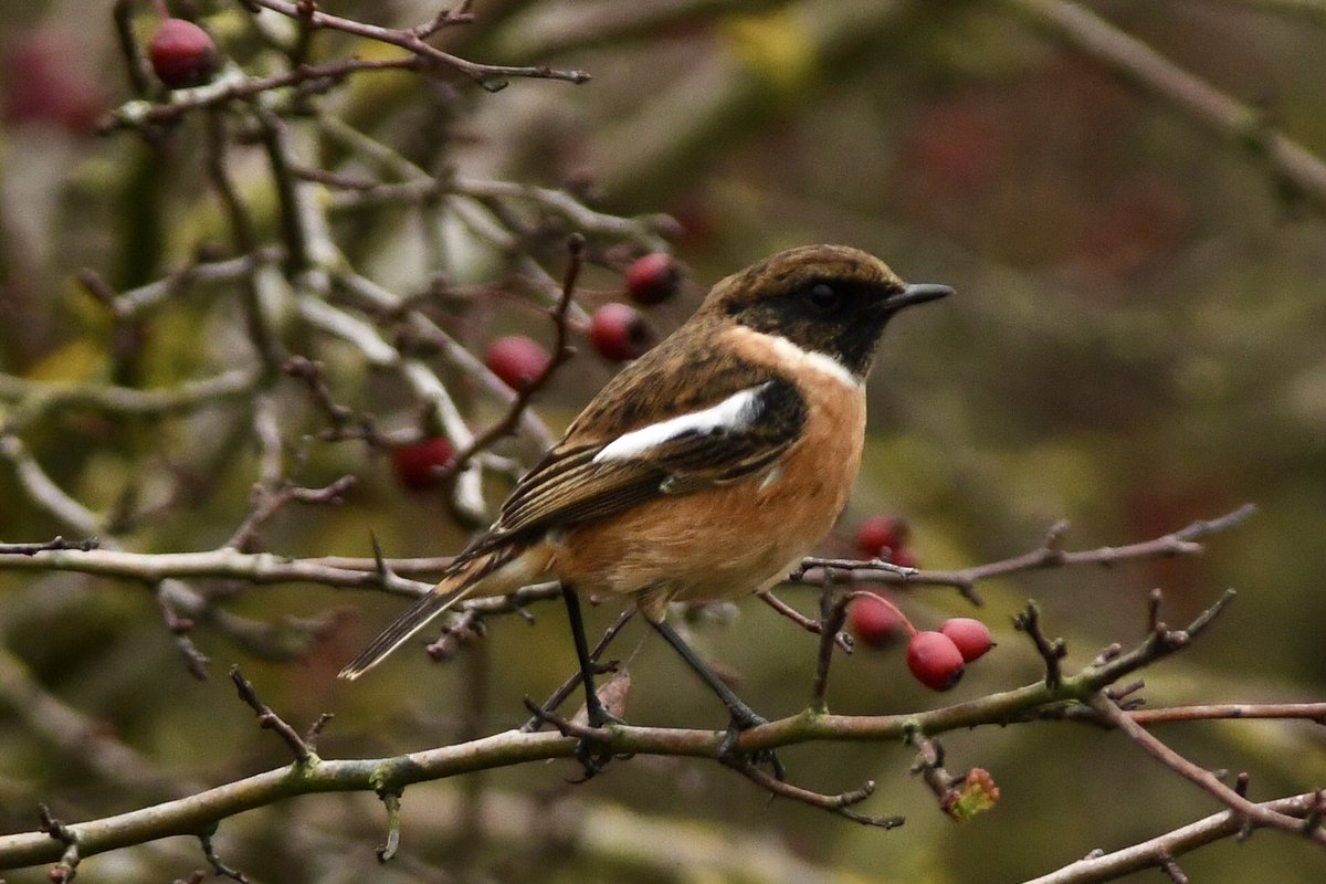 bomberburnside's tweet image. A wet and windy local wander this afternoon… with a well hidden tawny, male stonechat and a friendly Robin.