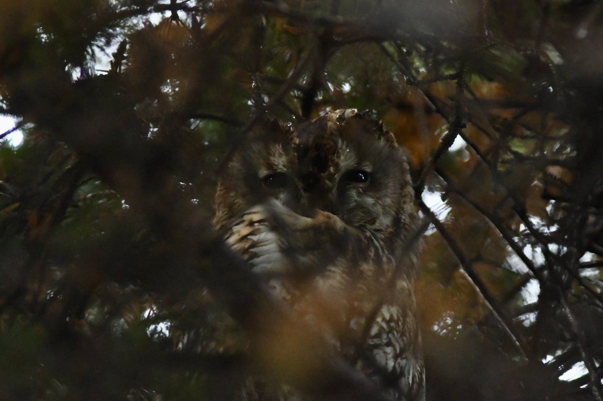 bomberburnside's tweet image. A wet and windy local wander this afternoon… with a well hidden tawny, male stonechat and a friendly Robin.