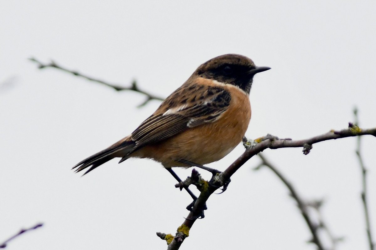 bomberburnside's tweet image. A wet and windy local wander this afternoon… with a well hidden tawny, male stonechat and a friendly Robin.