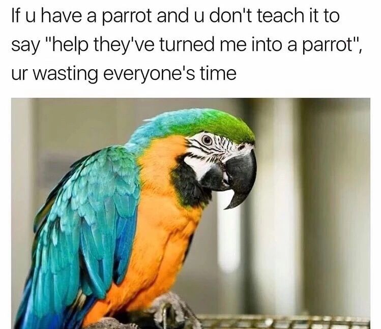NorthernParrots's tweet image. #ParrotLife #FunnyPets #PetHumor #ParrotLovers