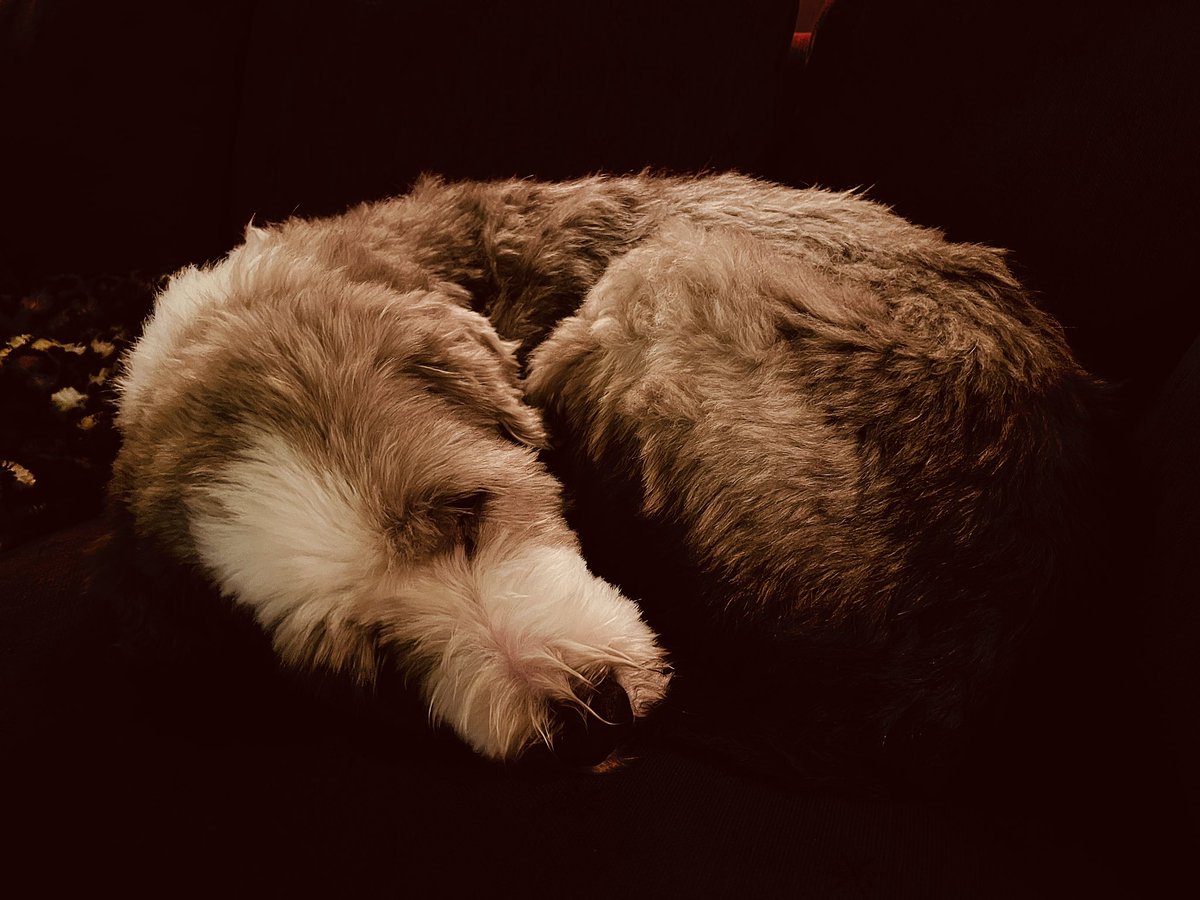 Lilla Charlie har hittat sin favoritplats i soffan. Han är så fin hund❤️

#Minhund #vän #gos