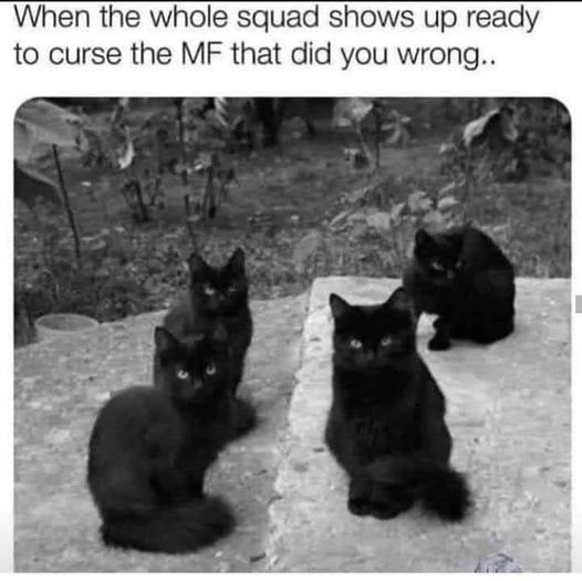 CoexistAltPath's tweet image. #catstory #catstagram #thealtpath #witchtok #witchesofinstagram