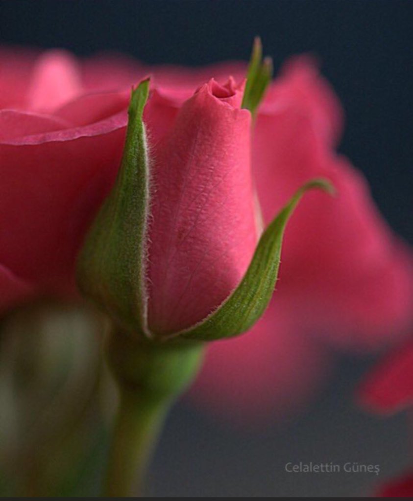 Resûlullah sallâllahu aleyhi ve sellem bir defasında üzgün bir şekilde oturuyordu.
Sahabeden biri:

-Bir şey mi oldu ya Rasûlullâh, sanki hüzünlüsünüz? diye sorunca,
Resûlullah sallallahu aleyhi ve sellem,

-Annemi özledim, buyurdu.

(Musannef İbn Ebî Şeybe, 11935)

 Ebû Hureyre