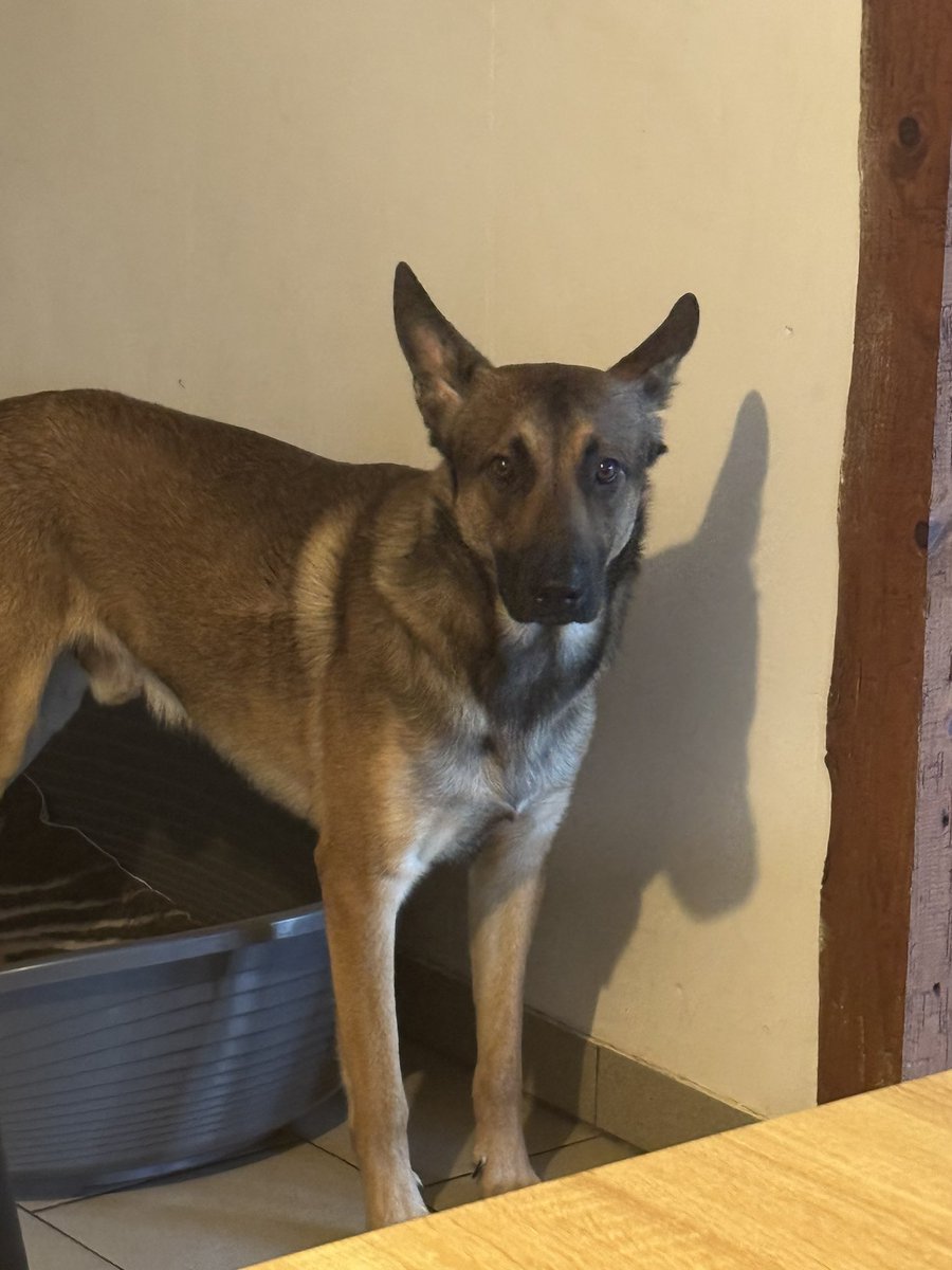 Tentation145L's tweet photo. 9/9
#TysonChefDAtelier #18h30 #CroquettesRoyalCanin #TopMecanic #FleurEnHamac #KinderEtOmelette #UnSeulŒuf #AdoEnPanne #MenuDuSoir #MaisonMécanique #TeamMalinois ⚙️🔧🐶🔥 https://t.co/RnnCrSIrjn