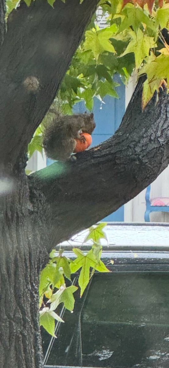 Alena Prokharchyk tweet media