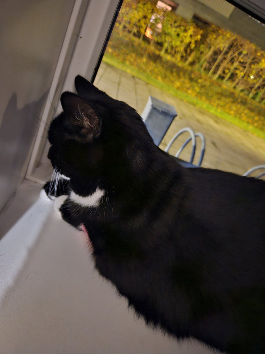 Little update ♡

We've been to the vet the last couple of days, and Luna is unfortunately very sick. We don't know what it is, so we are trying some different things. Hopefully we can figure out what it is, so she can be cured soon, but we don't know if it's possible.