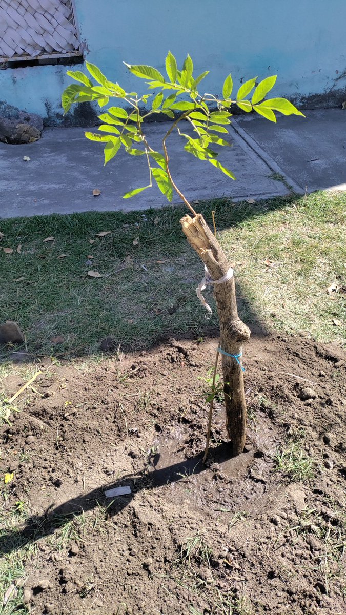🌳 Hoy plantamos un nuevo Tecoma Stans 🏵️🫶🏻 en boulevard Hermanos Serdán esquina con Sonora, San Rafael ote, a petición de vecina que solicitaba un segundo árbol para afuera de su casa. 🐝 Si quieres un ejemplar para cuidar el ambiente, ¡escríbenos! 📱🙂