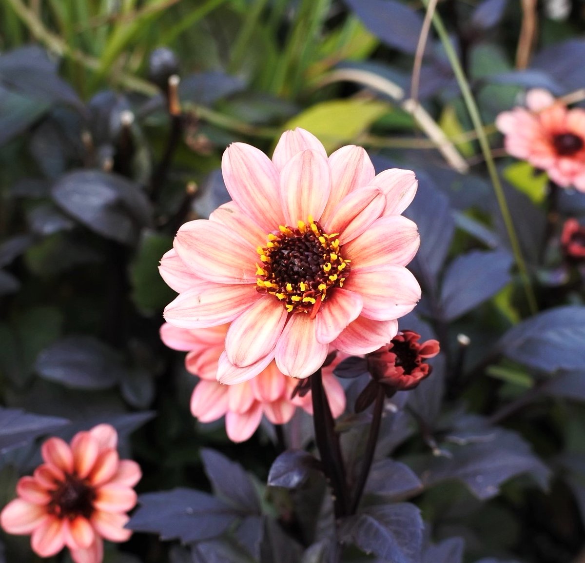 名古屋からおはようございます
朝は少し冷え込みましたが
日中は気温の上昇で暖かくなりそう
晩秋の晴れの日を楽しみます
本日も宜しくお願いします
＋銅葉ダリア
#花 #flowers #dahlia