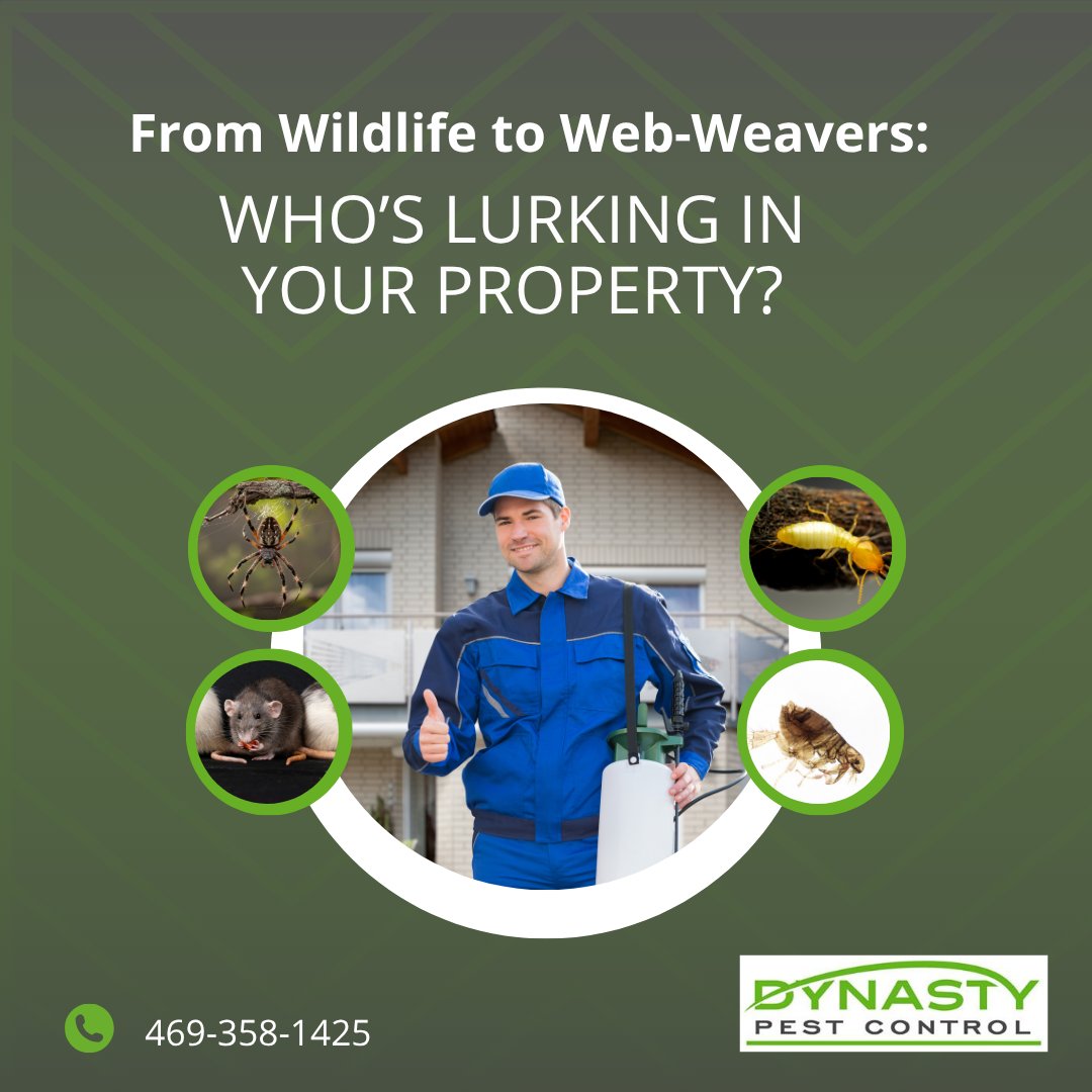 DynastyPest's tweet image. Our Pest Library has a lot of information about the most prevalent pests in the Dallas area, such as termites, fleas, cockroaches, and wildlife.

🔗 Check it out today or call to set up your plan for keeping pests away this fall. dynastypest.com/pest-library/ 

#pestcontrolservices