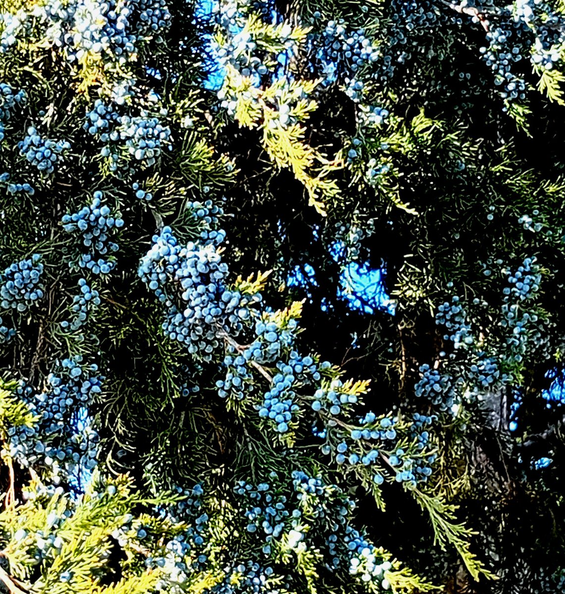 Катерина Галич tweet media