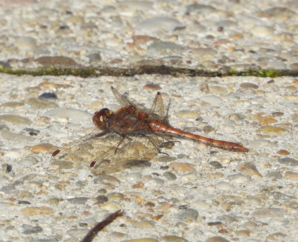 Draza Holmann tweet media