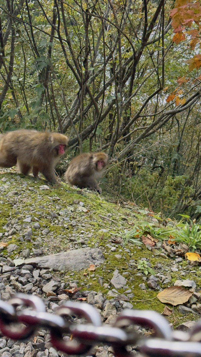 TeMPSTeRS's tweet image. 昨日は黒部峡谷に一日行ってきました
秋の色がとてもきれいで、自然が本当にすてきでした
忘れられない景色ばかり

#黒部峡谷 #黒部峡谷トロッコ電車 #富山 #紅葉 #日本旅行