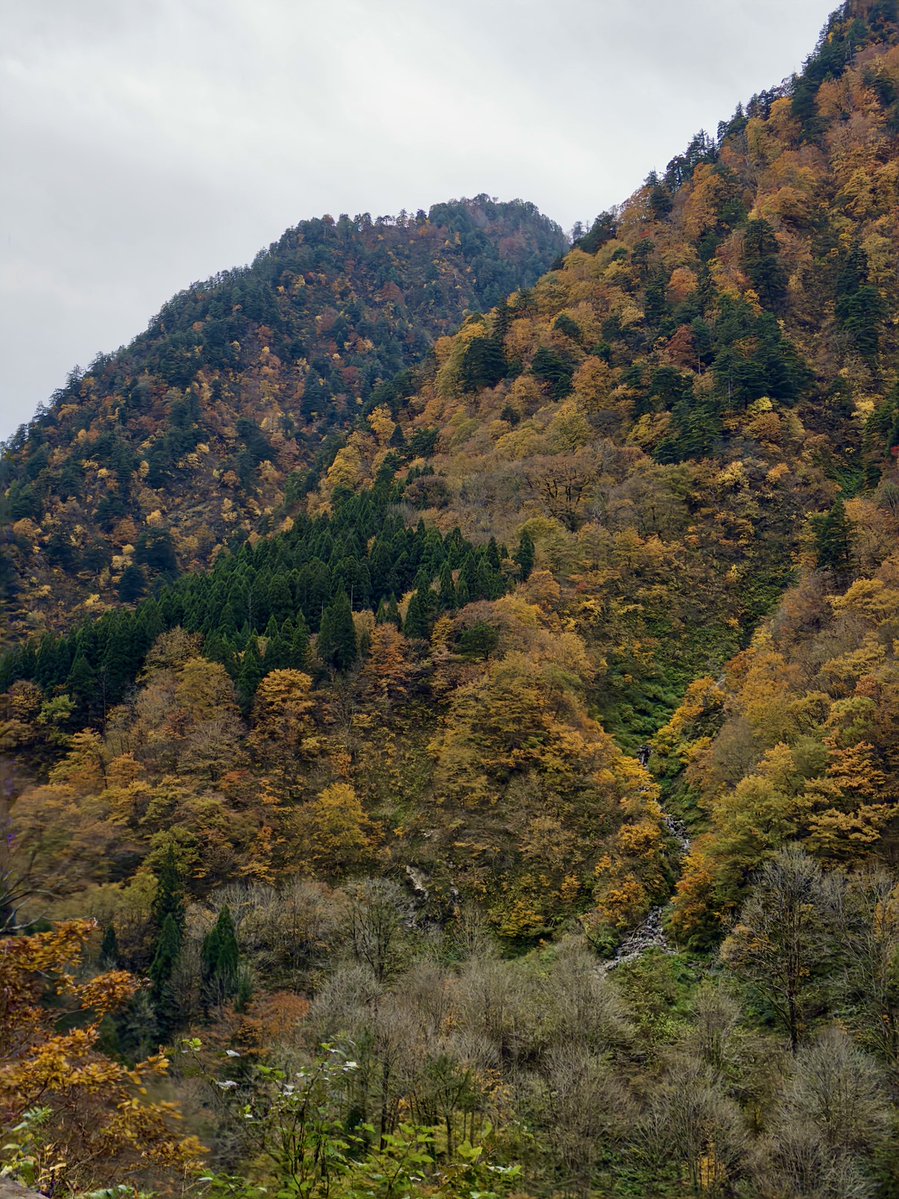 TeMPSTeRS's tweet image. 昨日は黒部峡谷に一日行ってきました
秋の色がとてもきれいで、自然が本当にすてきでした
忘れられない景色ばかり

#黒部峡谷 #黒部峡谷トロッコ電車 #富山 #紅葉 #日本旅行