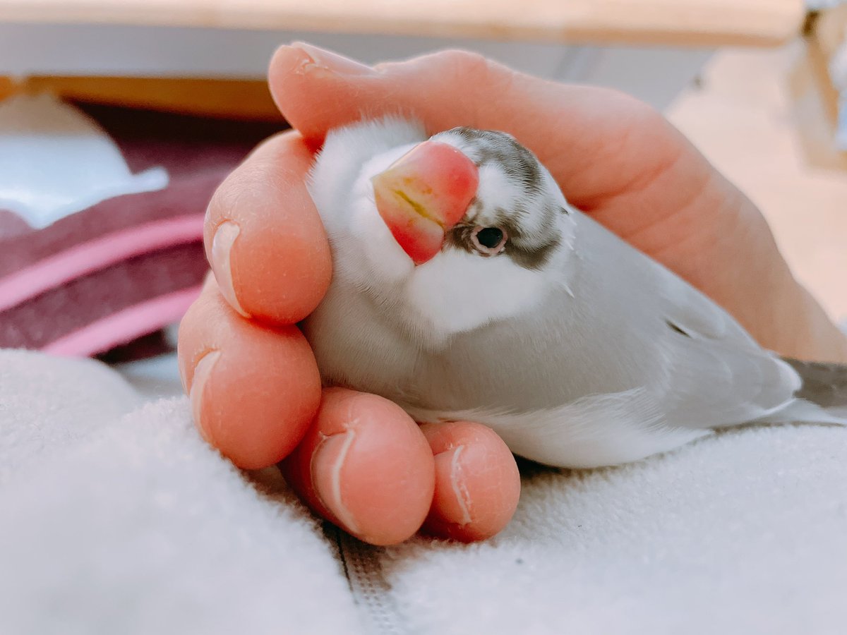 夜のまーぶる🎵

#buncho