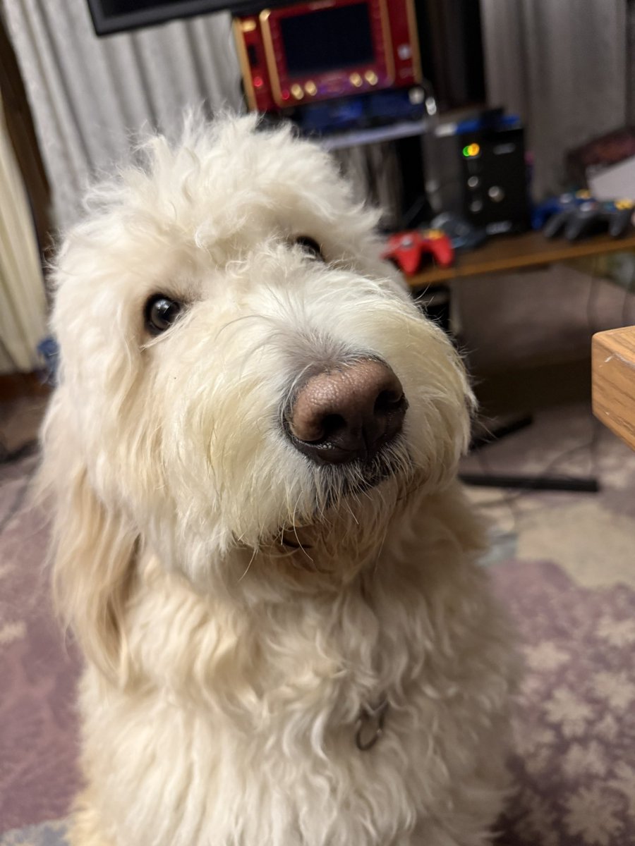 前来た時はいなかったワンちゃん