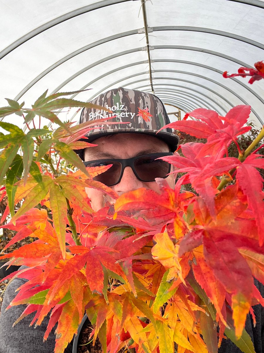 The OG Mikawa Acer palmatum 'Mikawa yatsubusa' In Fall
🍁🔥🔥🔥🔥