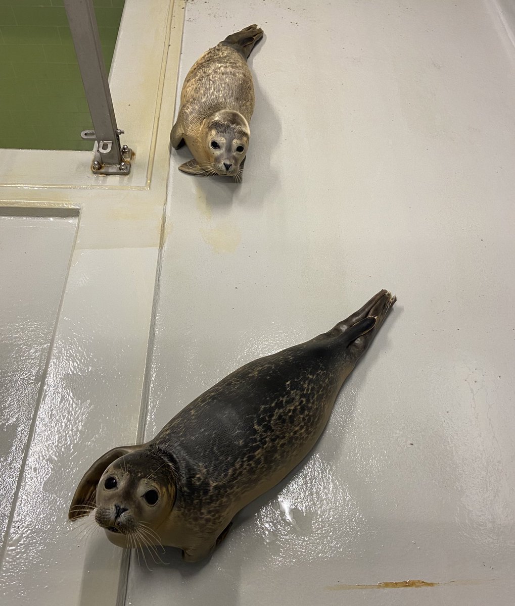 あんころもち (@smdr5_mrkm5) / Posts / X