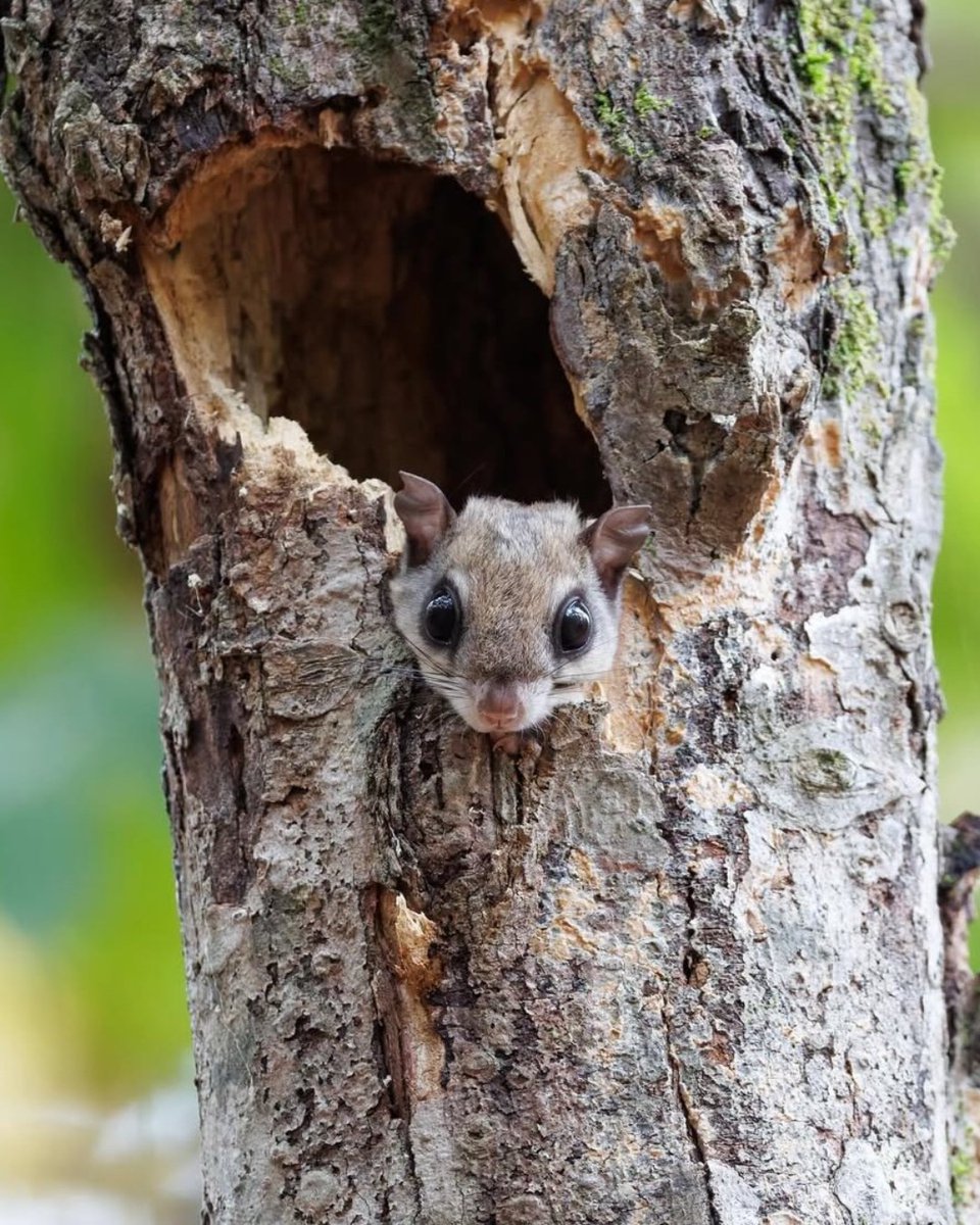 This flying squirrel was more than happy to pose for Instagram's <a href="/michael/">michael</a>.fogleman during a recent visit to #HarrisLake County Park!

 #FridayFeature #FlyingSquirrel #WildlifePhotography #NatureLovers