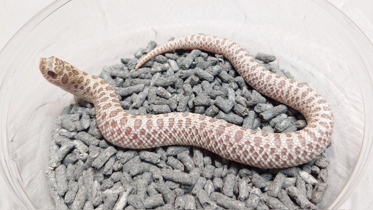 monochrome_rep's tweet photo. 🐍ぶりくら市で販売予定のシシバナ
2025CB其の4
○ピンクパンチコンダ♂(複数)
○ピンクパンチ♂♀(複数)
○アークキャンディ♀
○アークタフィコンダ♂(複数)
#burikura
#シシバナ
#セイブシシバナヘビ https://t.co/3u681qkIPg