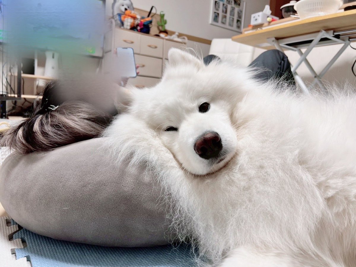 くったりサモエドくん ごきげん ウルトラBIGぬいぐるみ 2点セット