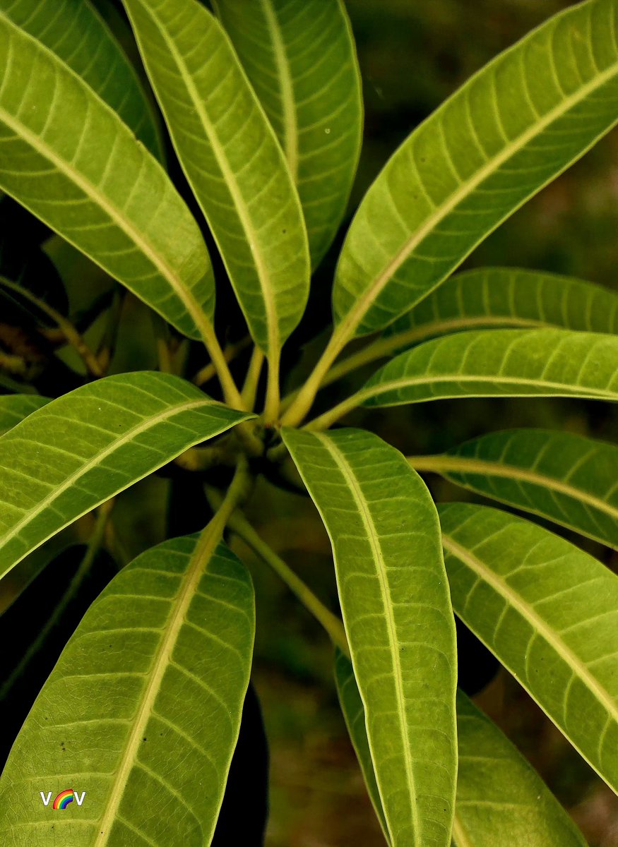 i_am_paavendhan's tweet image. Share your leaf photography 🍂🍃