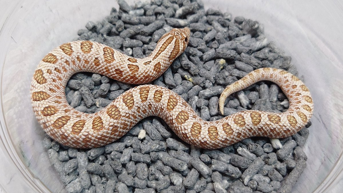 🐍ぶりくら市で販売予定のシシバナ
2025CB其の4
○ピンクパンチコンダ♂(複数)
○ピンクパンチ♂♀(複数)
○アークキャンディ♀
○アークタフィコンダ♂(複数)
#burikura
#シシバナ
#セイブシシバナヘビ