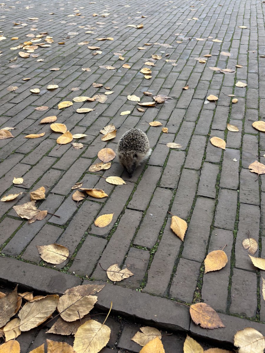 userchloe's tweet image. on a croisé ce mec devant la bu