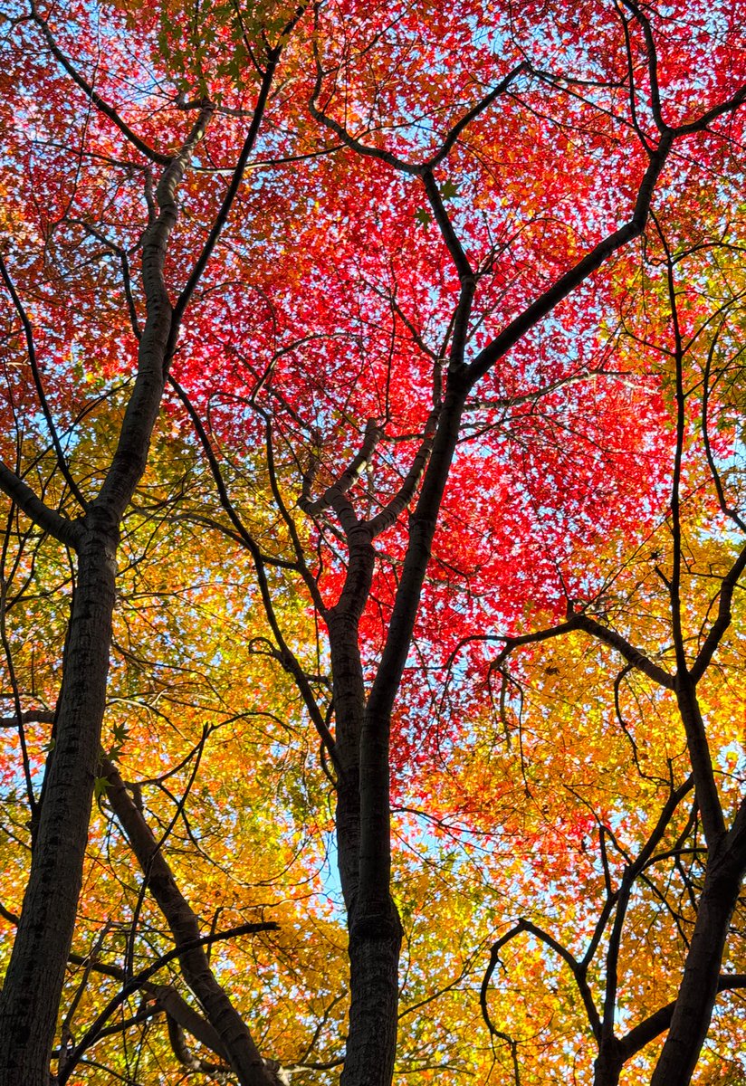 Endless♥️鈴仙 tweet media