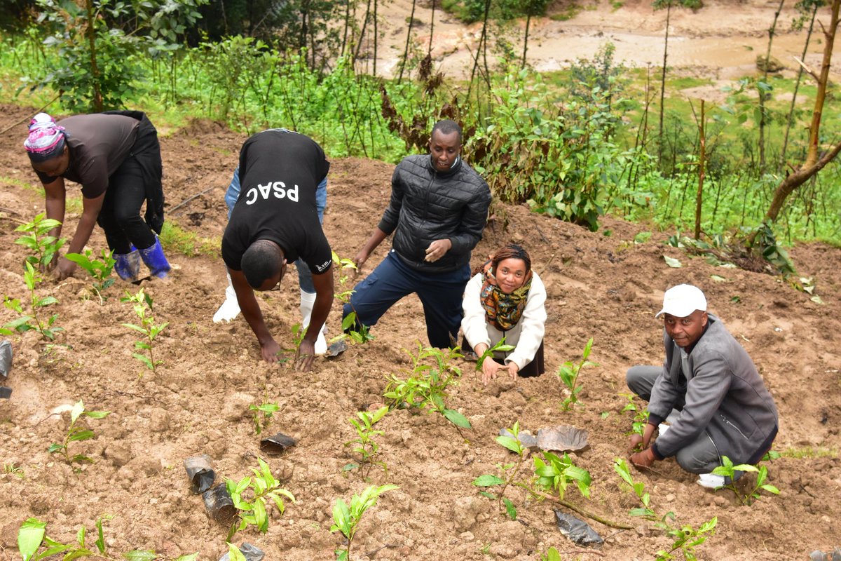 NyabihuDistrict's tweet photo. #NYABIHU:Uyu munsi, kubufatanye na @RwandAgriExport,binyuze mu mushinga #PSAC, Umuyobozi Mukuru wa NAEB, Claude BIZIMANA yifatanyije n'Abaturage mu Murenge wa Rambura mu gikorwa cyo gutera ingemwe z'icyayi,anasura uruganda #NyabihuTeaFactory ruri mu Murenge wa Karago. https://t.co/SbhEwDYJzK