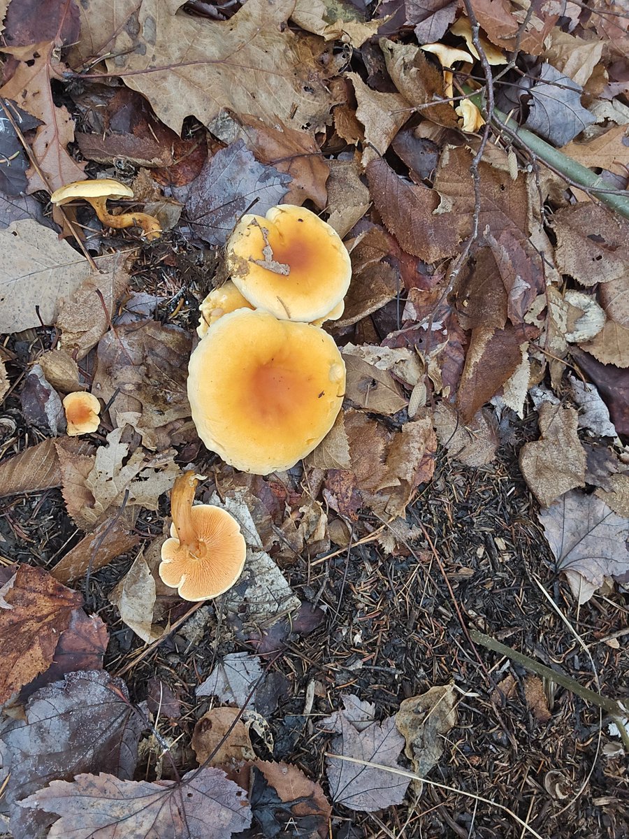 AbbieBFAdvocacy's tweet image. Some mushrooms I saw in the woods. #mushroomhunting  #mushroomlover