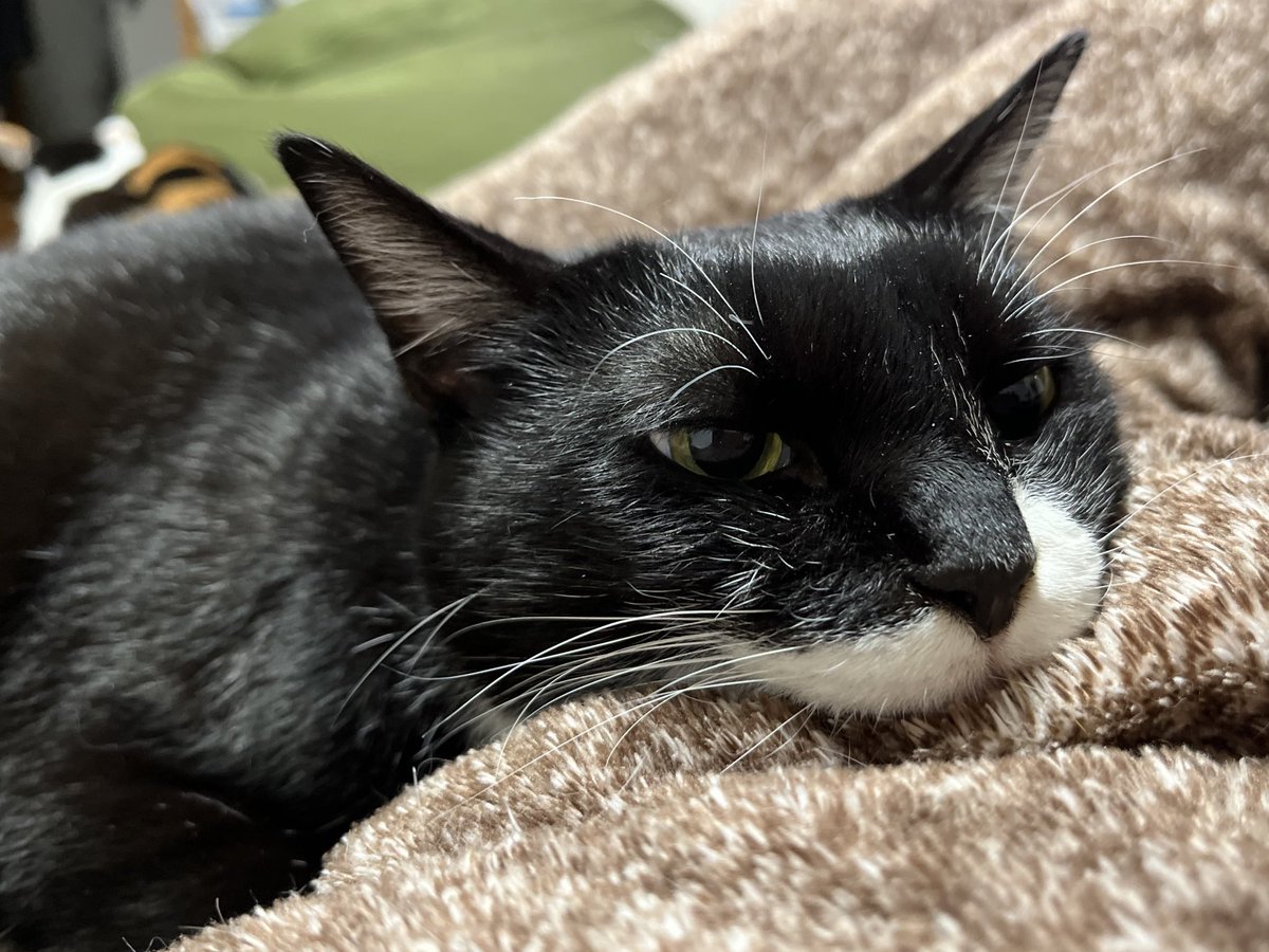 rokorokorokou's tweet image. ﾆﾝｹﾞﾝが帰宅するとおかえりを言いに大急ぎで走ってきてくれ、ひと息つくとﾌﾞﾛﾌﾞﾛくっつきに来てくれる
愛おしすぎる、だいすき