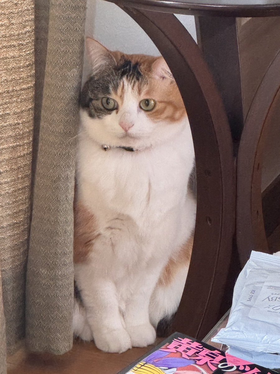 緑の木と三毛猫さん Calico cat Nekokichi looks very disappointed that he can't move