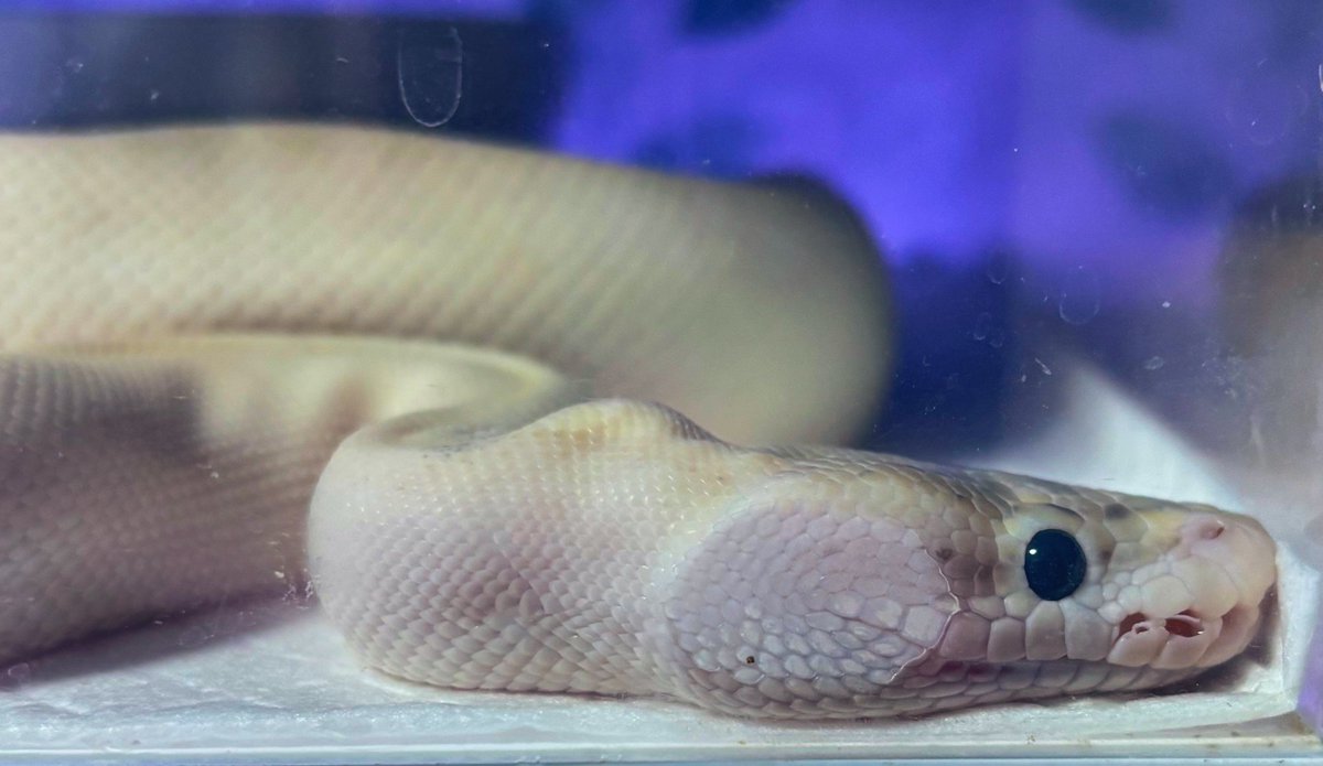 可愛いほっぺ

#ボールパイソン