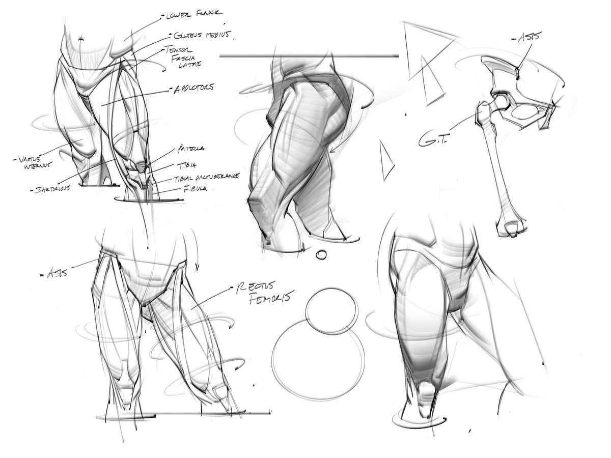 saqomolo's tweet image. Morning leg anatomy sketches! #humananatomy #sketches #doodles #drawing #art #quads #hamstrings #lineart #anatomy #muscles #hips #bones #figuredrawing #gesturedrawing