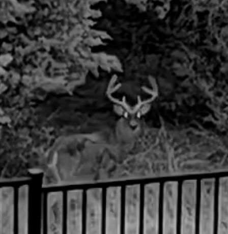 <a href="/itsrosesm/">Rose Smith 🇺🇸</a> Texas morning buck