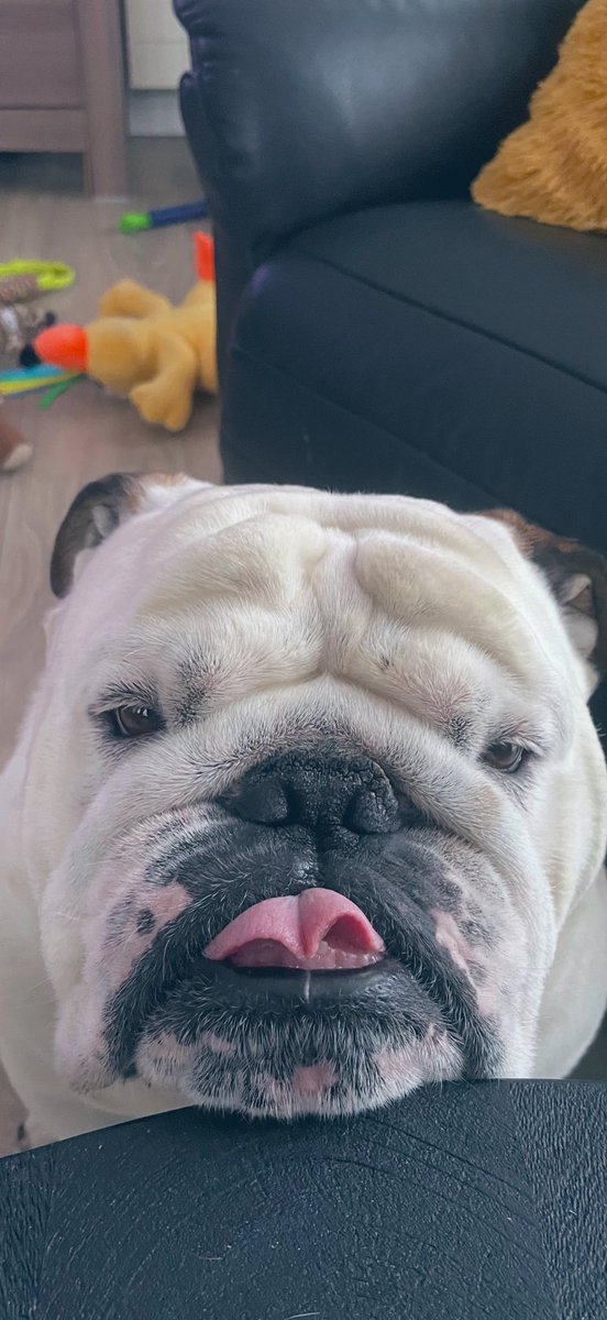 KingLok43786090's tweet image. Can i get a boop please?☺️ Happy Friday friends! I love you💚 #FridayVibes #weekend #WeekendVibes #weekendmood #dogsofX