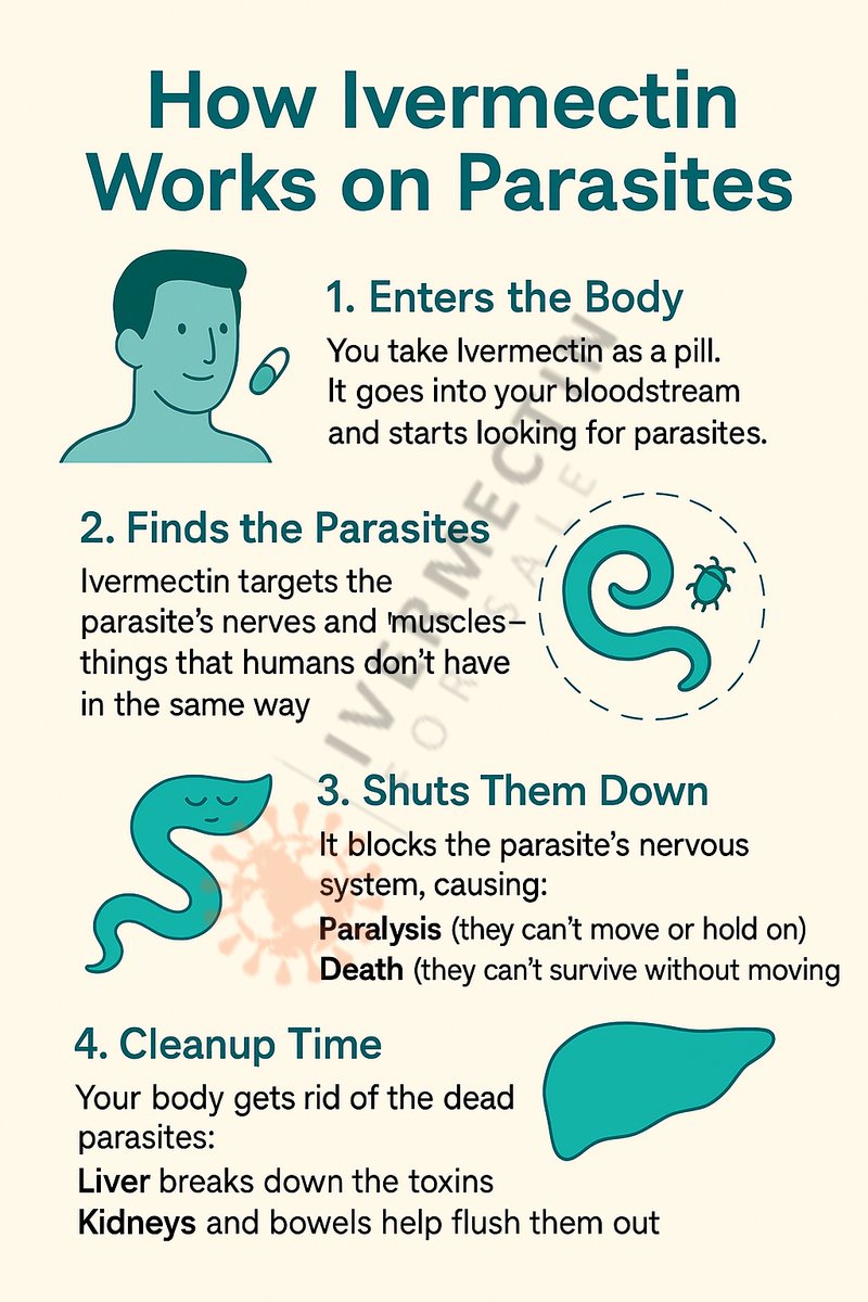 🔥 Ivermectin: How It Actually Takes Down Parasites 🪱

Ivermectin doesn’t just enter your body  it targets, paralyzes, and helps your system flush out parasites step by step.

This simple visual shows the full process, from the moment you take it to your body’s final cleanup.
If