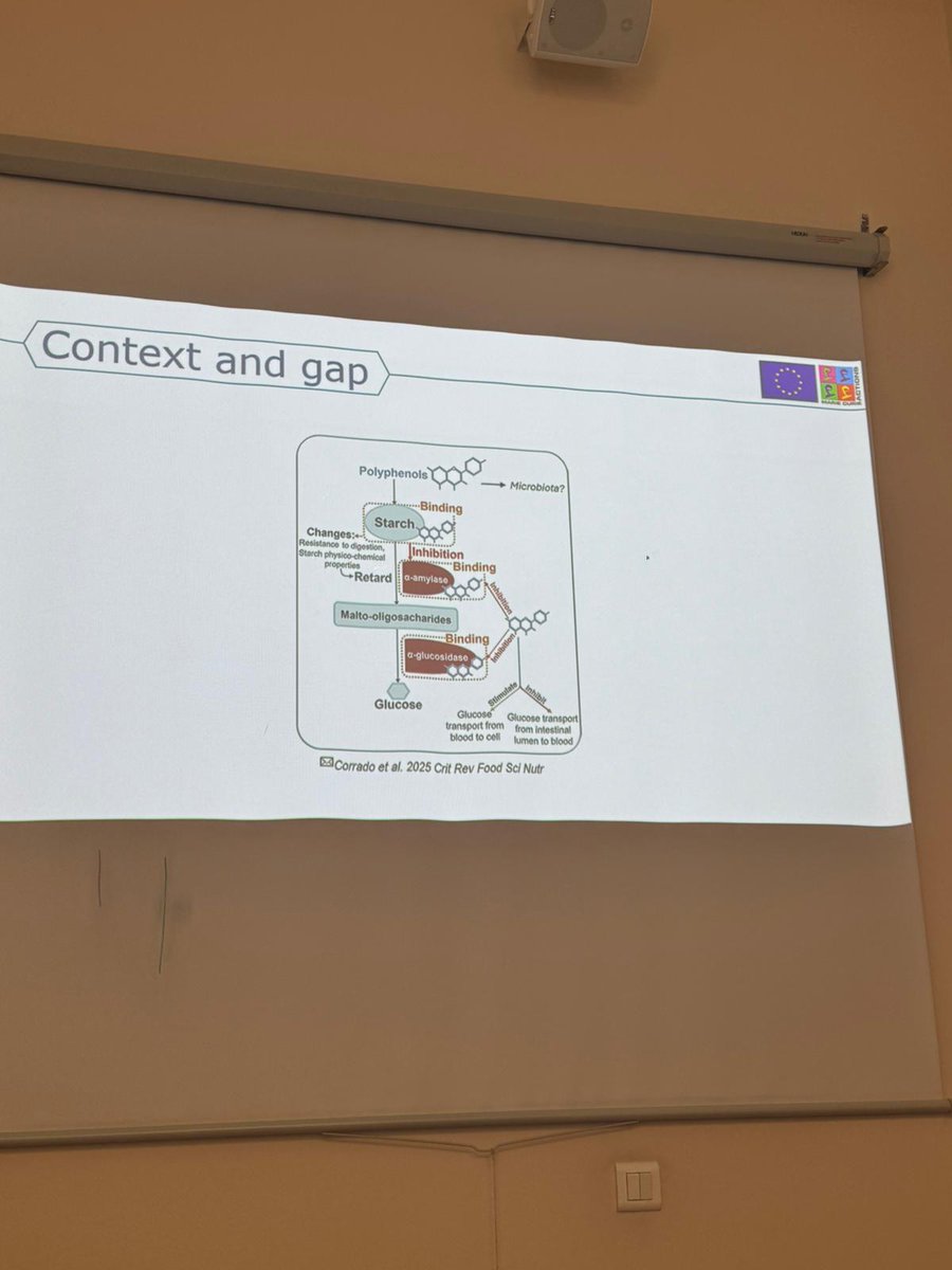 🔵 Seguimos con los seminarios de grupo

Ayer, <a href="/MarinaCorrad/">Marina Corrado</a> presentó su nuevo y emocionante proyecto, GLYCOBIT, llevado a cabo gracias al apoyo del Programa ARISTOS <a href="/CIBERobn/">CIBERobn</a> <a href="/CIBER_ISCIII/">CIBER ISCIII</a> 🌿🔬

¡Este proyecto se centra en el impacto glucémico de la ingesta de polifenoles! 💡✨