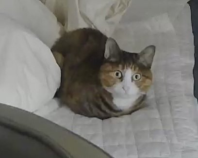 v2soo2's tweet image. 동글동글하다
동글동글한