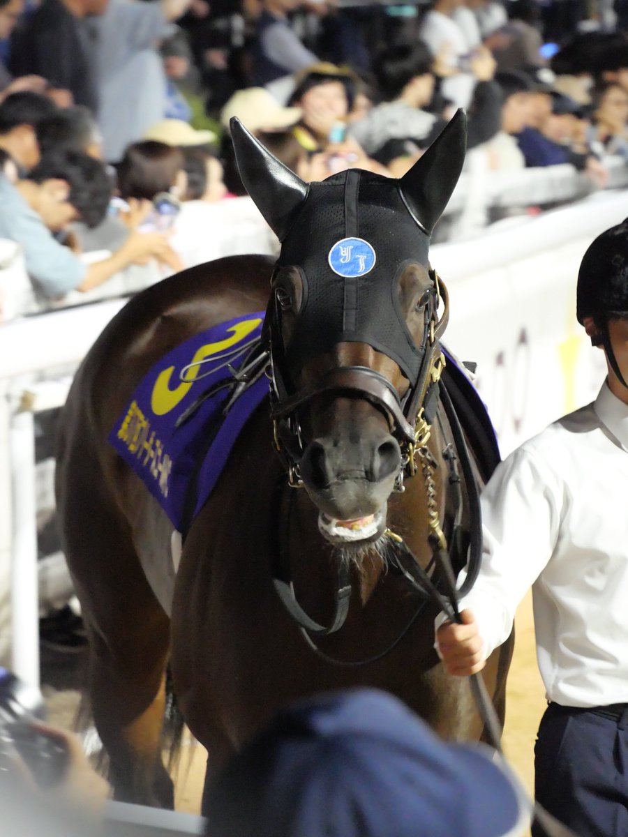 シーチキンツナ (@Seafood_Horse) / Posts / X